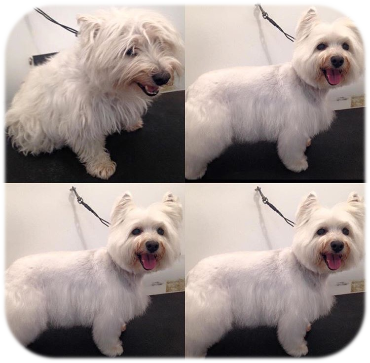 Pet Grooming Photo Gallery Nicole's Doggie Doo's