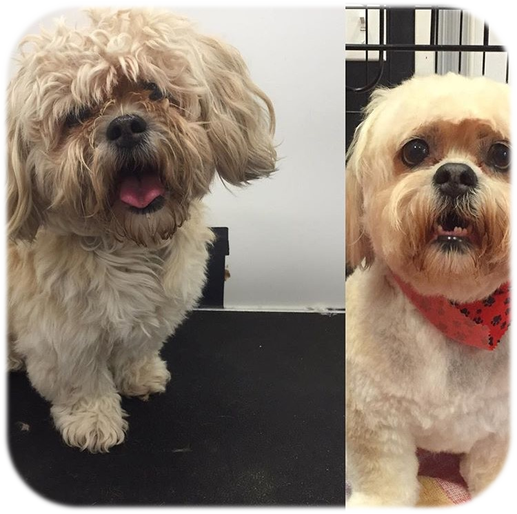 Pet Grooming Photo Gallery Nicole's Doggie Doo's