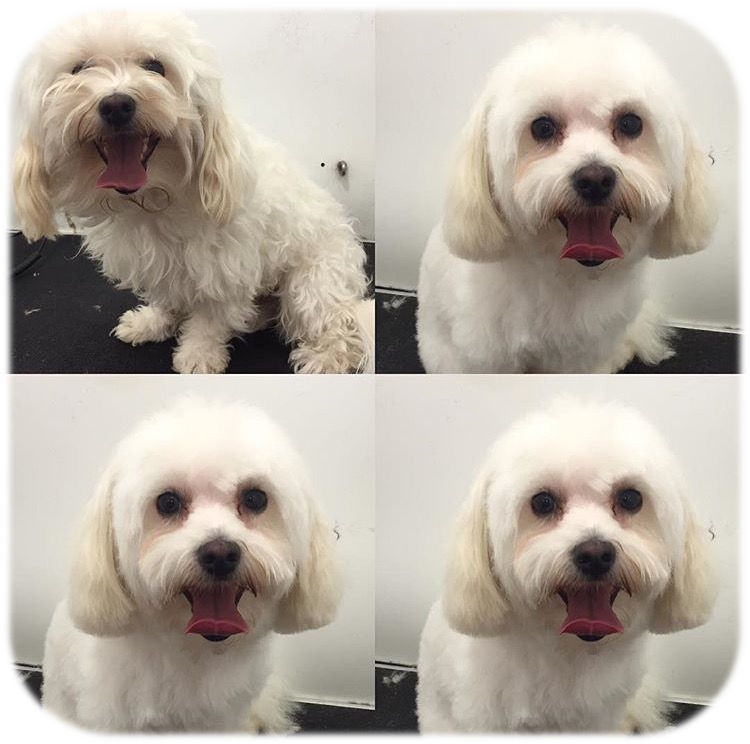 Pet Grooming Photo Gallery Nicole's Doggie Doo's